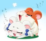  bijou hamtaro tagme 