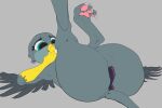  absurd_res anus avian eqlipse_(artist) female friendship_is_magic gabby_(disambiguation) genitals gryphon hasbro hi_res my_little_pony mythological_avian mythology presenting pussy solo wings 