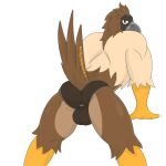  accipitrid accipitriform anthro avian beak bird briefs brown_eyes claws clothing eagle feathers male male/male notkastar philippine_eagle pirate_eagle sex solo underwear 