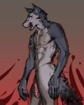  2019 abs absurd_res anthro athletic athletic_anthro athletic_male beastars blood bodily_fluids canid canine canis claws flaccid fur genitals grey_body grey_fur hi_res legoshi_(beastars) licking licking_lips licking_own_lips lushle male mammal nude pecs penis portrait self_lick side_view solo standing three-quarter_portrait tongue tongue_out wolf 