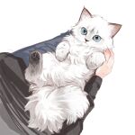  1other animal cat highres holding holding_animal holding_cat long_sleeves original simple_background white_background white_cat zhoushige 