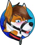  absurd_res anthro atilaurano ball_gag black_background blue_eyes blush bodily_fluids canid canine collar fox gag hi_res luvini male mammal saliva simple_background solo 