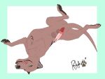  2018 balls dasyuromorph feral forked_penis genitals lying male mammal marsupial on_back penis presenting presenting_penis raukoth_(artist) simple_background solo thylacine thylacine_penis thylus 