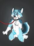  accessory animal_genitalia anthro arm_tuft balls begging begging_pose biped black_collar black_nose blue_body blue_fur blue_penis bodily_fluids canid canine cheek_tuft collar collar_only collar_tag countershade_face countershade_tail countershading cum cum_on_penis deliriouslycorgi digital_media_(artwork) dipstick_ears dripping elbow_tufts erection facial_tuft fennec fingers fluffy fluffy_cheeks fluffy_elbows fluffy_tail fox fur fuzzy_balls genital_fluids genitals gloves_(marking) grey_background hi_res hybrid kneeling knot leash male mammal markings multicolored_body multicolored_ears multicolored_fur multicolored_tail nude open_mouth paws penis pose precum precum_drip purple_eyes raised_paw raised_tail red_fox red_leash saliva saliva_on_tongue simple_background sitting smile socks_marking solo submissive submissive_male tongue tongue_out tuft two_tone_ears white_balls white_body white_fur zee_(zfursee) 