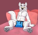  11:10 2020 absurd_res anthro balls_outline black_nose blue_clothing blue_underwear bulge canid canine cheek_tuft clothing crotch_focus eyebrows facial_tuft foot_focus fur gaokun genital_outline grey_pawpads hair hi_res inner_ear_fluff leg_tuft male mammal neck_tuft pawpads paws pink_background plantigrade sheath_outline simple_background solo tuft underwear watermark white_body white_fur white_hair yellow_eyes 