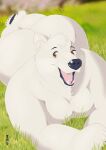  anthro big_butt breasts brown_eyes butt curvy_figure day female grass hi_res lying mammal nude on_front on_grass open_mouth pawpads plant polar_bear solo teeth thick_thighs tongue ukabor ursid ursine voluptuous wide_hips 