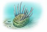  2012 ambiguous_gender better_version_at_source digital_drawing_(artwork) digital_media_(artwork) feral green_body malvit marine mollusk scales solo spikes spikes_(anatomy) spines underwater water wiwaxia 