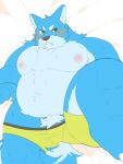  0119_muu 2021 anthro belly blue_body blue_fur blush bulge canid canine canis clothing fur genitals kemono lying male mammal moobs nipples overweight overweight_male penis pubes solo underwear wolf 
