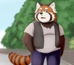  2021 ailurid anthro black_nose bottomwear brown_body brown_fur clothing fur kemono male mammal orange_body orange_fur outside overweight overweight_anthro overweight_male pants red_panda shirt solo tiger_cub topwear white_body white_fur 