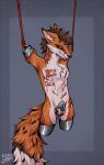  amputee anthro blood bodily_fluids bruised canid canine chastity_(disambiguation) chastity_cage chastity_device cock_and_ball_torture crying cut_(disambiguation) disability fox genital_torture gore hi_res kolkolukija male mammal pain red_eyes slave solo sore tears wounded 