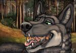bodily_fluids canid canine canis day drooling feral forest fox grinding happy hi_res licking macro mammal micro mushing open_mouth outside plant saliva soaked sucking tasting teeth tongue tongue_out tree vore wet wolf wolfywetfurr_(artist) ych