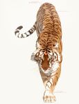  animal animal_focus commentary crescent english_commentary full_body highres instagram_username looking_at_viewer no_humans original simple_background tiger white_background xiintoii 