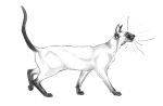 ambiguous_gender blackscour domestic_cat felid feline felis feral fur grey_tail hi_res leg_markings mammal markings mouth_closed quadruped side_view simple_background socks_(marking) solo tail whiskers white_background white_body white_fur