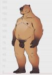  2024 anthro balls belly capybara caviid chest_tuft feet flaccid foreskin genitals grin looking_at_viewer male mammal manly mature_male moobs navel nipples nude overweight penis rodent slightly_chubby smile solo standing tuft tusky_rayan_(artist) 