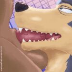  1:1 absurd_res anthro balls beastars brown_body brown_fur canid canine canis cervid digital_media_(artwork) duo fangs fellatio fur genitals grey_body grey_fur half-closed_eyes hi_res jerrydamato legoshi_(beastars) looking_up louis_(beastars) male male/male mammal narrowed_eyes open_mouth oral penile penis predator/prey sex tongue vein veiny_penis wolf 