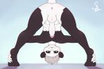  aimi_(sleepysushiroll) anal anthro balls blush genitals giant_panda looking_at_viewer male mammal nude penis siamkhan smile solo stretching ursid yoga 