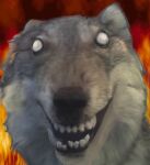  animated canid canine canis edit fangs fur grey_body grey_fur looking_at_viewer mammal monotone_body monotone_fur open_mouth photo_manipulation scary scary_face simple_background teeth unknown_artist white_eyes wolf 
