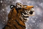  2021 ambiguous_gender black_stripes digital_media_(artwork) felid feral flashw fur headshot_portrait mammal orange_body orange_fur pantherine portrait snow snowing solo striped_body striped_fur stripes tiger whiskers 