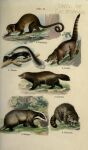  1910 20th_century ambiguous_gender ancient_furry_art angry badger black_body black_fur brown_body brown_fur climbing coati detailed_background english_text ernest_protheroe feral fluffy fluffy_tail fur grass grey_body grey_fur gulonine hi_res kinkajou long_tail looking_at_viewer looking_down mammal mephitid multicolored_body multicolored_fur multiple_images mustelid musteline nude open_mouth outside plant plantigrade procyonid public_domain quadruped raccoon ringtail skunk solo species_name standing teeth text tongue traditional_media_(artwork) tree two_tone_body two_tone_fur walking whiskers white_body white_fur wolverine 