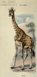  1910 20th_century ambiguous_gender ancient_furry_art black_tail brown_body brown_fur cloud day english_text ernest_protheroe feral fur giraffe giraffid hi_res hooves long_neck mammal multicolored_body outside plant public_domain quadruped shadow sky solo standing text traditional_media_(artwork) tree white_ears yellow_body yellow_fur 