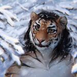  felid forest hi_res lostgoose mammal pantherine plant portrait snow solo tiger tigress_(disambiguation) tree winter 