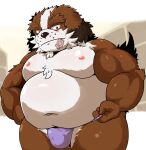  2021 absurd_res anthro blush brown_body brown_fur bulge canid canine canis clothing condom condom_in_mouth domestic_dog fur genital_outline hi_res kemono male mammal moobs navel nipples overweight overweight_anthro overweight_male penis_outline sengoku_puzzle sexual_barrier_device shimazu_yoshihisa solo underwear video_games white_body white_fur yamatoji201 
