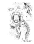  2024 anthro ash_(gaydottiff) biped black_and_white blood bodily_fluids bone chest_wound comic dialogue drugs english_text estrogen gaydottiff gore hair hi_res male mammal medicine monochrome mouse murid murine navel nipples open_mouth pills rib_bones rodent round_ears simple_background solo standing teeth_showing text white_background wounded 