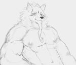  2021 anthro beard biceps canid canine canis eyebrows facial_hair fur hi_res hoang_nguyen law_(sdorica_sunset) male mammal muscular muscular_anthro muscular_male nipple_piercing nipples pecs piercing sdorica shirtless sketch solo thick_eyebrows wolf 