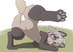  4_toes all_fours anthro anus anus_only asian_clothing blue_eyes blush breasts brown_body brown_fur butt camel_toe canid canine claws clothing digitigrade east_asian_clothing eye_through_hair eyebrow_through_hair eyebrows feet female fur grey_body grey_fur grey_hair hair japanese_clothing kemono koorinezumi looking_at_viewer looking_back maebari mammal multicolored_body multicolored_fur nipples nude one_leg_up open_mouth pawpads paws presenting presenting_hindquarters pussy_tape raccoon_dog raised_leg rear_view simple_background small_breasts solo tanuki toe_claws toes translucent translucent_hair two_tone_body two_tone_fur 