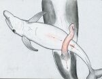  2019 anatomically_correct anatomically_correct_genitalia anatomically_correct_penis anatomically_correct_pussy animal_genitalia animal_penis big_penis bottlenose_dolphin call_(vagabond) cetacean cetacean_penis cetacean_pussy delphinoid duo female feral feral_on_feral flippers genitals herpydragon imminent_sex larger_male male male/female mammal mammary_slits marine oceanic_dolphin orca penis pregnant pregnant_female pussy size_difference size_play smaller_female tapering_penis toothed_whale traditional_media_(artwork) 