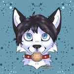  black_body black_fur black_hair blue_eyes canid canine canis collar cookie domestic_dog facial_piercing feral food fur hair husky looking_at_viewer male mammal millowolfart nordic_sled_dog nose_piercing piercing rivey_ravenheart septum_piercing solo spitz white_body white_fur 