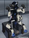  anthro bdsm black_body black_fur blue_body blue_eyes blue_fur blue_pawpads bondage bondage_gloves bound buttplug canid canine canis claws erection feet fucking_machine fur furniture genitals grey_body grey_fur hi_res imminent_anal kemira kneeling looking_at_viewer looking_back machine male mammal muzzle_(object) muzzled pawpads penile penis penis_milking penis_milking_machine plug_(sex_toy) sex_toy solo toe_claws wolf 