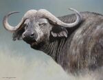  ambiguous_gender bovid bovine cape_buffalo chandlerwildlifeart feral horn looking_at_viewer mammal oil_painting_(artwork) painting_(artwork) realistic solo traditional_media_(artwork) 
