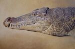  ambiguous_gender chandlerwildlifeart crocodile crocodilian crocodylid feral grey_body grey_skin headshot_portrait nile_crocodile oil_painting_(artwork) painting_(artwork) portrait realistic reptile scalie solo traditional_media_(artwork) 