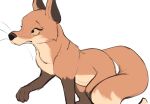  2021 black_nose canid canine dipstick_tail feral fox fur hi_res mammal multicolored_tail orange_body orange_fur simple_background solo tohupo whiskers white_background 