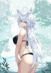  1girl ahoge alternate_costume animal_ear_fluff animal_ears bangs bikini black_bikini breasts cowboy_shot fate/grand_order fate_(series) from_behind highres jeanne_d&#039;arc_(alter)_(fate) jeanne_d&#039;arc_(fate)_(all) kemonomimi_mode kohaku_teru large_breasts long_hair silver_hair solo standing swimsuit yellow_eyes 