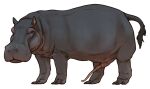  alpha_channel anatomically_correct animal_genitalia common_hippopotamus feral genitals hi_res hippopotamid male mammal presenting solo stygimoloch_(artist) 