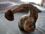  chernobyl food inanimate mushroom tagme 