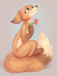  2021 anthro blue_eyes brown_body brown_fur canid canine digital_media_(artwork) dipstick_tail flower fluffy fluffy_tail fox fur gloves_(marking) hi_res holding_flower holding_object leg_markings mammal markings multicolored_tail nude orange_body orange_fur plant shaded signature simple_background smile socks_(marking) solo white_body white_fur yshanii 