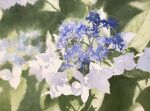  blue_flower day flower highres leaf no_humans original plant plant_focus shadow sunlight toyonaga_ryouhei water white_flower 