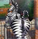  absurd_res anthro anus balls butt derickk76 dreamworks equid equine genitals hi_res looking_back madagascar_(series) male mammal marty_the_zebra nude puffy_anus solo zebra 