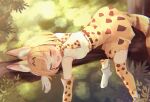  animal_ears anthropomorphism bitseon blush boots cat_smile catgirl elbow_gloves fang forest gloves kemono_friends orange_hair scarf serval short_hair skirt sleeping tail thighhighs tree zettai_ryouiki 