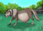 2021 4_toes alaskan_malamute belly bent_legs big_belly black_nose blue_collar blue_sky brown_body brown_eyes brown_fur brown_pawpads brown_tail canid canine canis clear_sky coco_(mioulgaw) collar collar_tag colored day digital_drawing_(artwork) digital_media_(artwork) domestic_dog eyebrows eyelashes feet female feral floppy_ears fluffy fluffy_tail fur grass hybrid inner_ear_fluff leg_tuft long_tail looking_back mammal multicolored_body multicolored_fur multicolored_tail neck_tuft nordic_sled_dog open_mouth open_smile outside pawpads paws pink_tongue plant pregnant pregnant_female pregnant_feral priestofjashin quadruped rock shaded shrub sky smile solo spitz standing tail toes tongue tongue_out tuft wolf