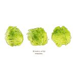  3 cabbage commentary cyannism english_commentary english_text food food_focus no_humans number original simple_background vegetable white_background 