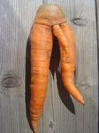  carrot food inanimate tagme 