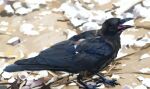  animal_focus bird crow from_side full_body highres karasu_(hageabura-jr) looking_to_the_side no_humans open_mouth original painting_(medium) photorealistic realistic traditional_media 