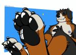 animated anthro bernese_mountain_dog blue_eyes canid canine canis claws close-up dad_body domestic_dog feet feet_towards_viewer floppy_ears foot_fetish foot_focus fur glistening glistening_pawpads itsmesadaxis male mammal molosser mountain_dog multicolored_body multicolored_fur musclegut muscular nelik nipples pawpads paws pecs relaxing simple_background smile solo star swiss_mountain_dog teasing teeth toe_wiggle toes wiggle zoom
