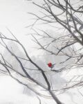  bare_tree bird commentary english_commentary fletchling full_body highres no_humans on_tree pokemon pokemon_(creature) pokemon_focus rivalclay snow tree 