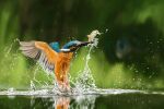  animal bird commentary_request common_kingfisher derivative_work feathers fish highres kingfisher lolita_majin nature no_humans outdoors real_life realistic reflection splashing water 