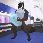  1:1 animated anthro balls bugga_beau canid canine canis clothed clothing coyote frigidmidnight genitals gym hi_res male mammal masturbation penetrable_sex_toy penile penile_masturbation sex_toy sexercise short_playtime solo weight_bench weights 